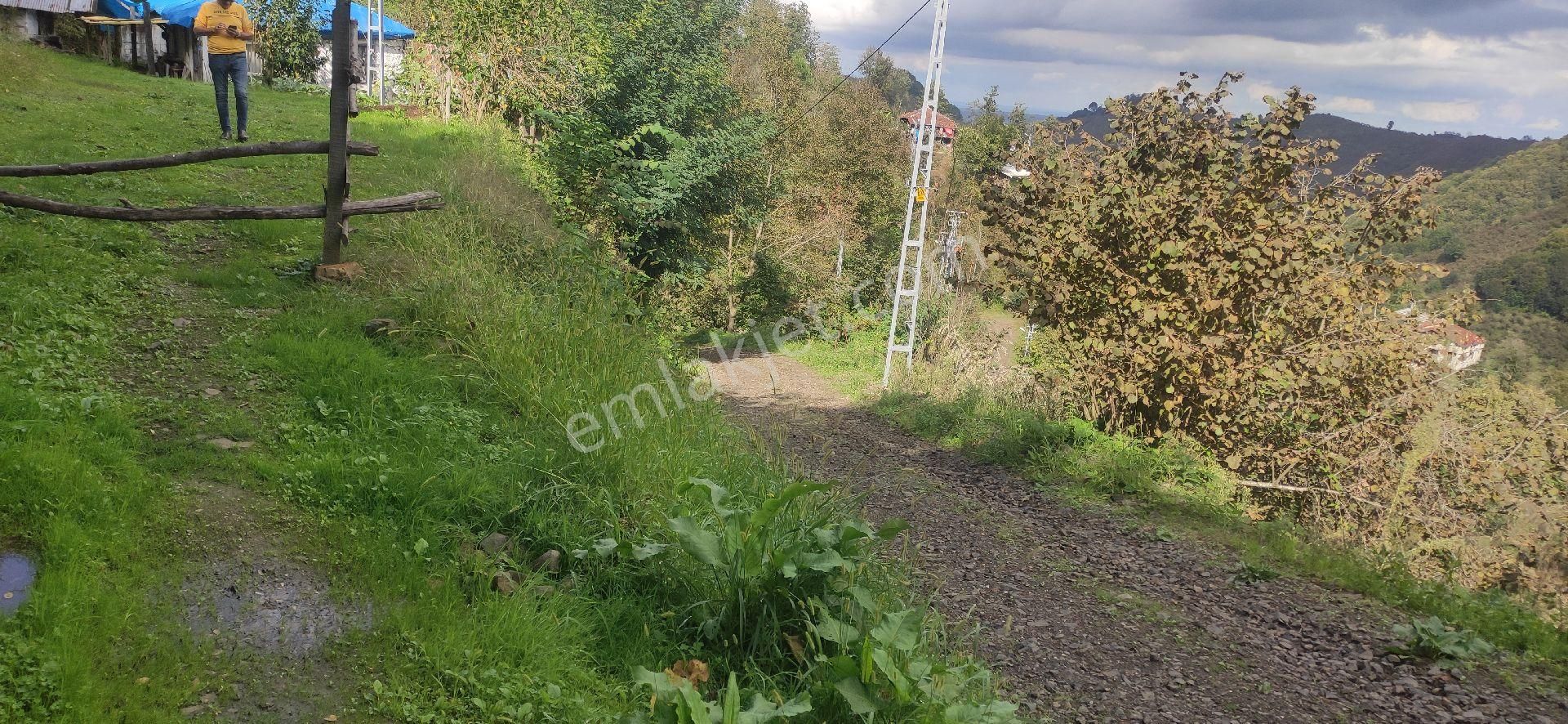 Samsun Terme Uludere Mah De İşlevli Findikbahcesi - Görsel 16