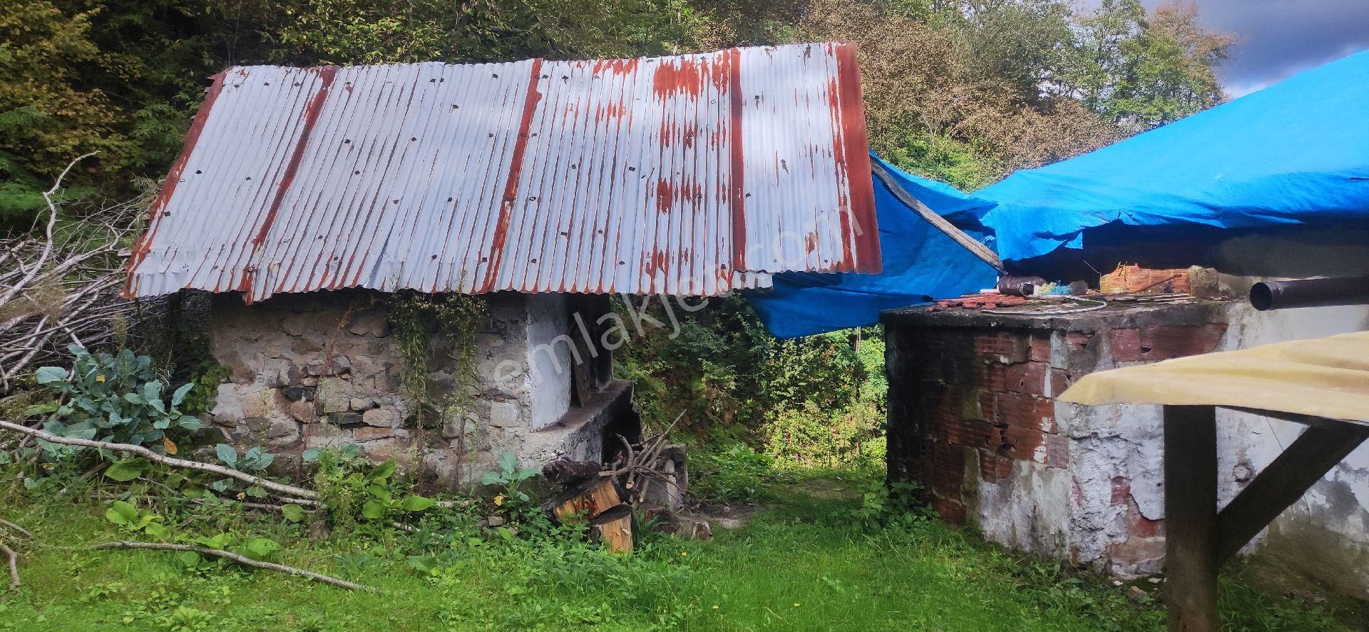 Samsun Terme Uludere Mah De İşlevli Findikbahcesi - Görsel 7