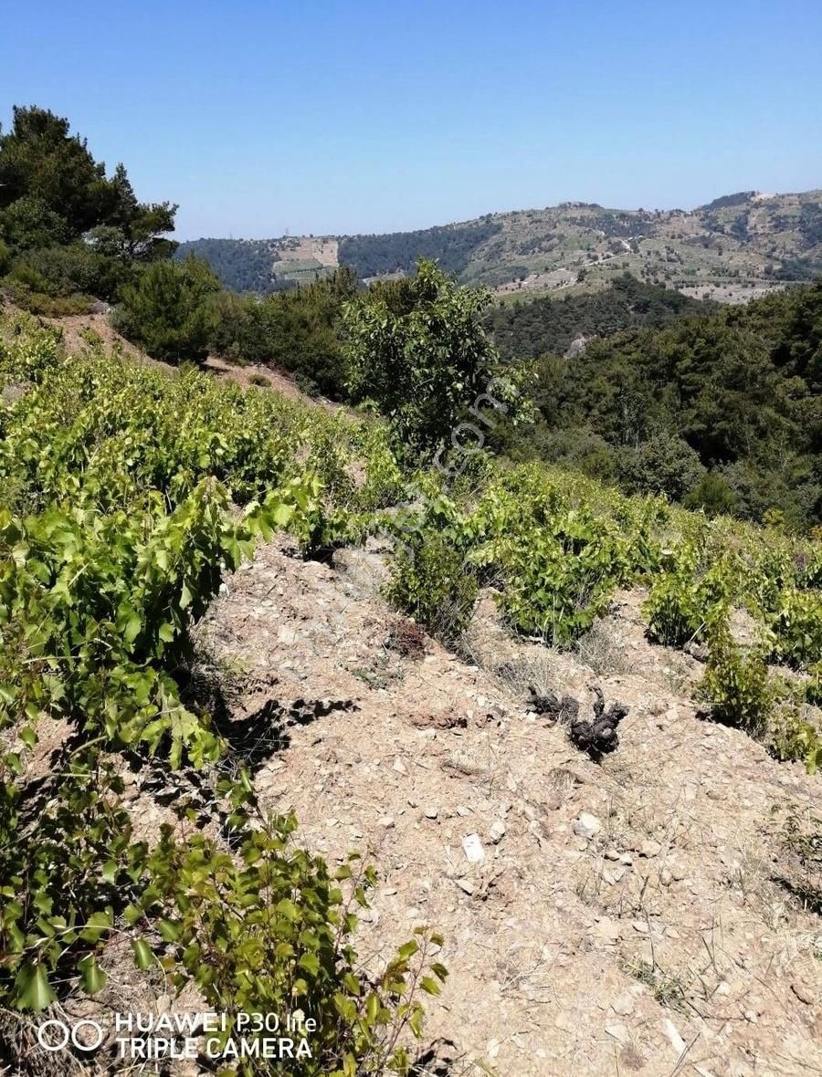 Karabağlar Kavacık Satılık Bağ & Bahçe İzmir Karabağlar Kavacık Köyünde Tek Tapu 4.5 Dönüm Satılık Bağ