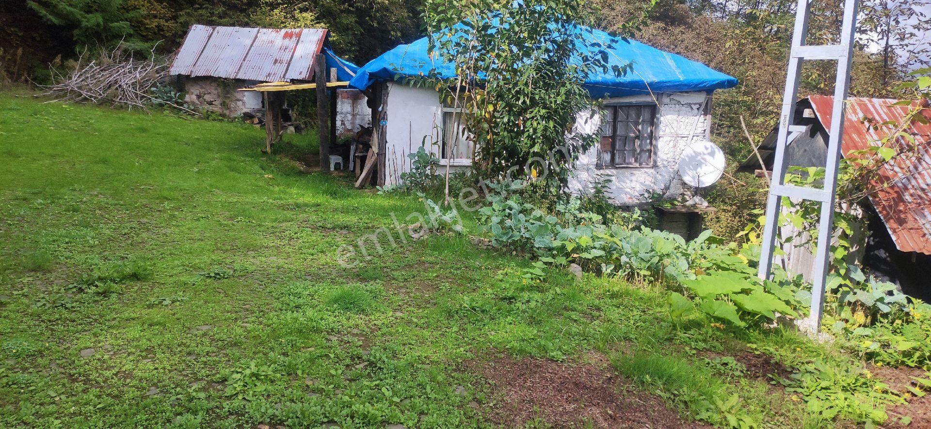 Samsun Terme Uludere Mah Merkezde Satilik Evli Findik Bajcedi - Görsel 13