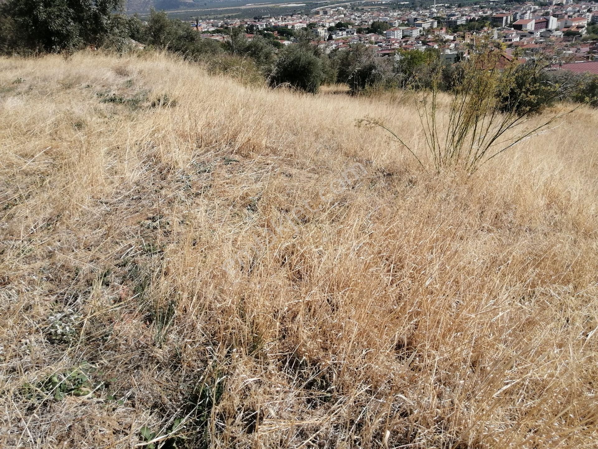 İzmir Torbalı Gold Emlaktan Satılık Bahçe Nitelikli Arsa - Görsel 2