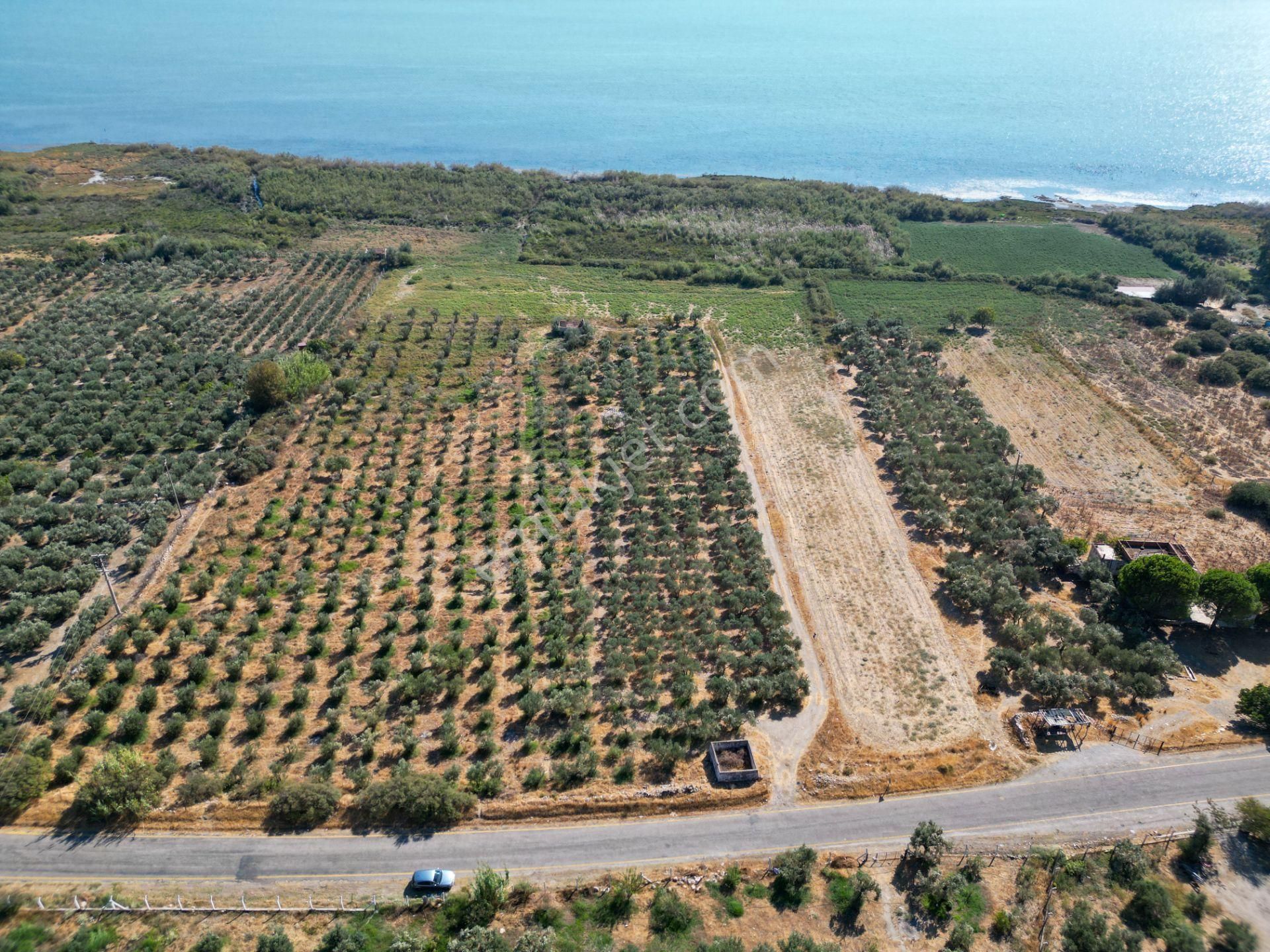 Söke Doğanbey Satılık Zeytinlik Kw'den Doğanbey ,deniz Sıfır,harika Konumda Satılık Zeytinlik