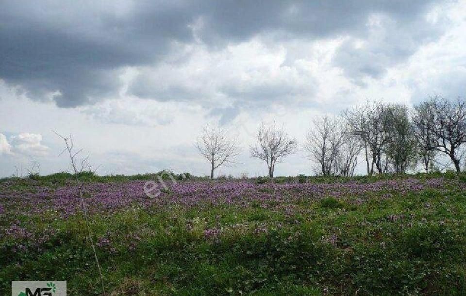 Kandıra Kanatlar Satılık Bağ & Bahçe kocaeli kandırada kanatlar çok uygun fiyata arsa ve araziler