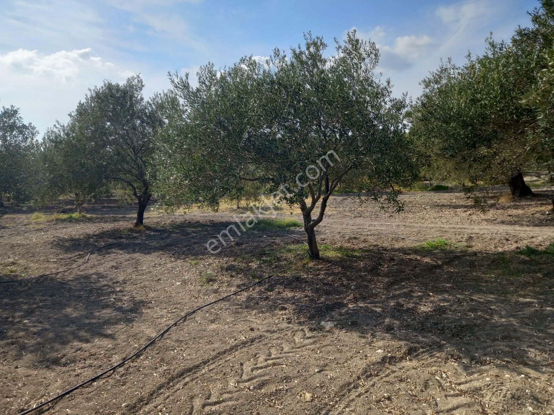 Akhisar Zeytinliova Da Satılık 2.300 M2 Hisse Zeytinlik 650.000 Tl - Görsel 9