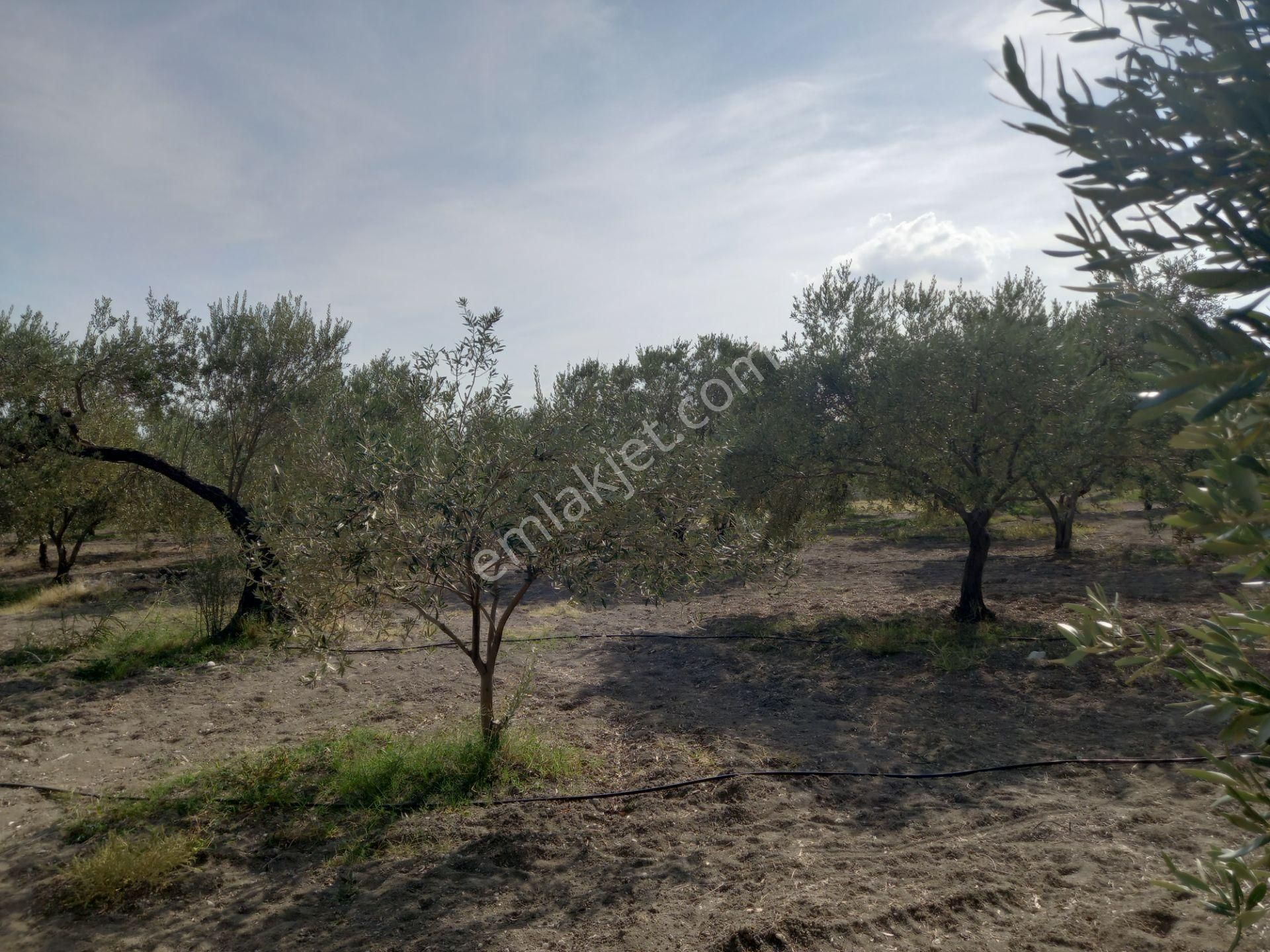 Akhisar Zeytinliova Da Satılık 2.300 M2 Hisse Zeytinlik 650.000 Tl - Görsel 3