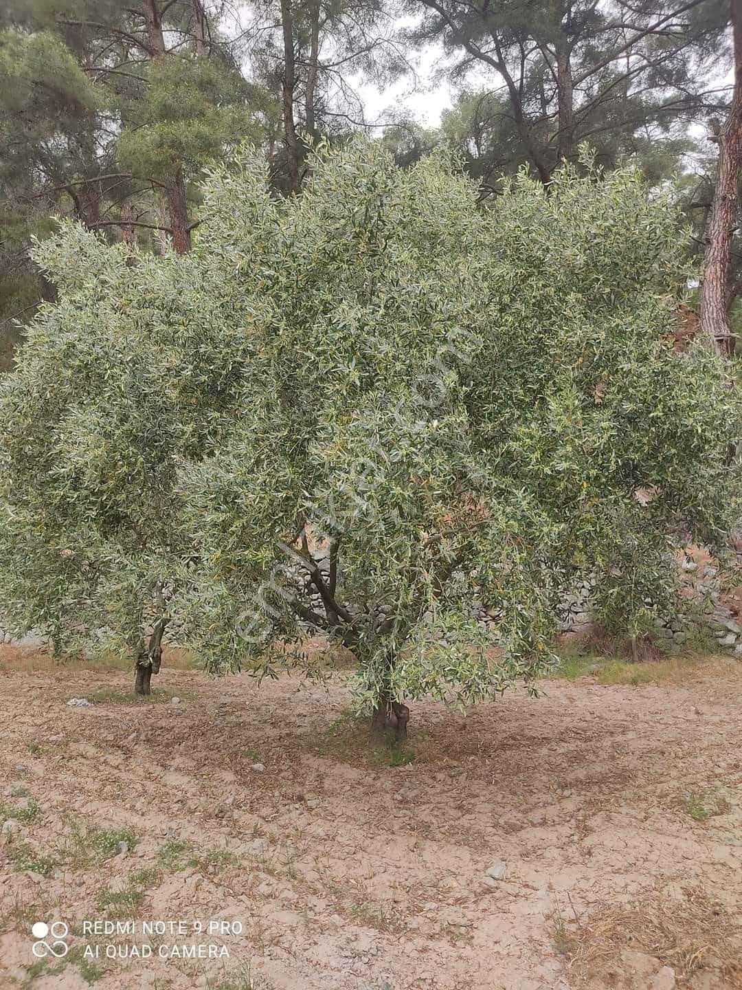 Kuyucak Gencelli Satılık Bağ & Bahçe Aydın Kuyucak Gencelli De Satılık Zeytinlik