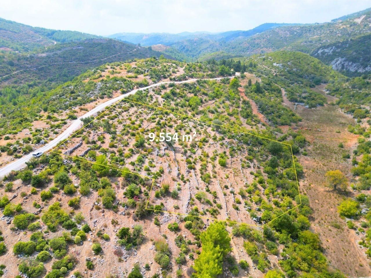 Alanya Gözübüyük Satılık Tarla ALANYANIN GÖZÜBÜYÜK MAHALLESİNDE SATILIK TARLA