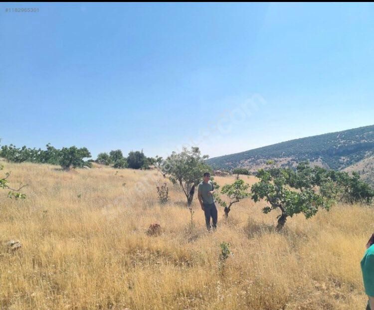 Nizip Tatlıcak Satılık Bağ & Bahçe Tatlıcak (cağıt) yatırımlık fıstık bahçesi