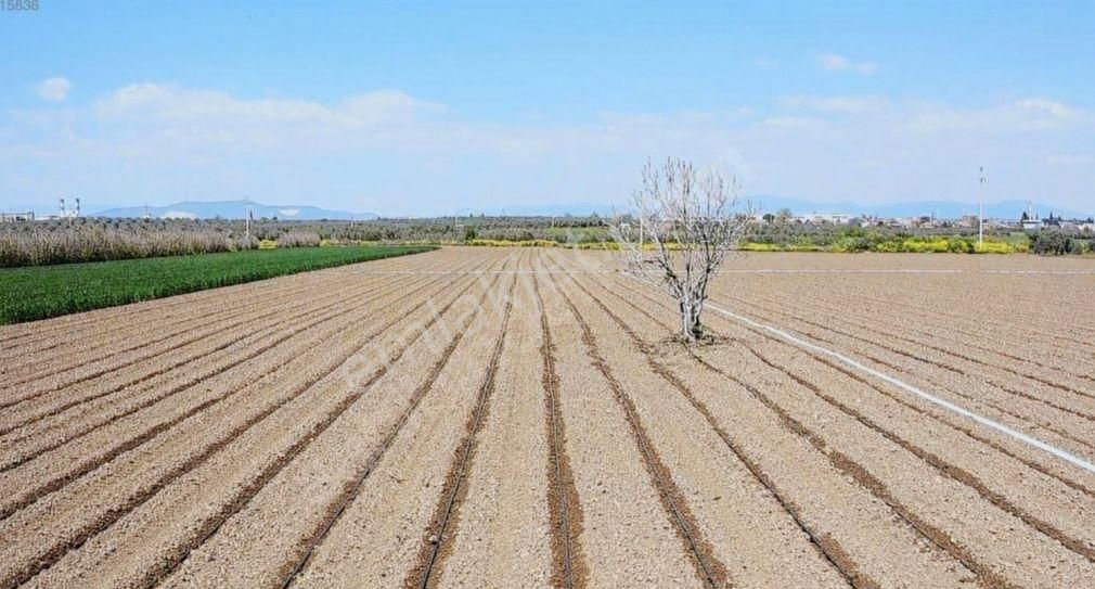 Akhisar Kapaklı Satılık Tarla Aysu Konut Emlaktan Acil Satılık 2 Dönüm Tarla