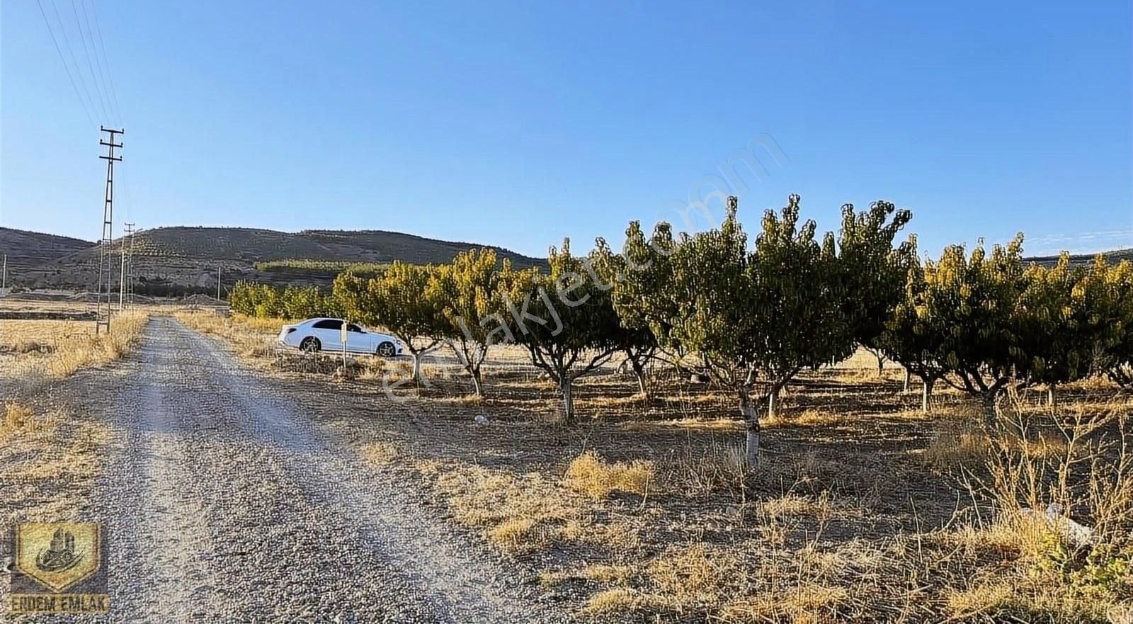 Çivril Somak Satılık Bağ & Bahçe Erdem Emlak tan satılık şeftali bahçesi