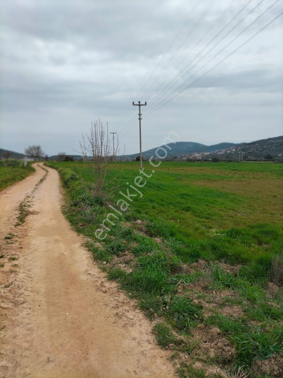 Milas Kuzyaka Satılık Tarla Milas Kuzyaka Da Kadastro Yolu Olan Satılık Tarla