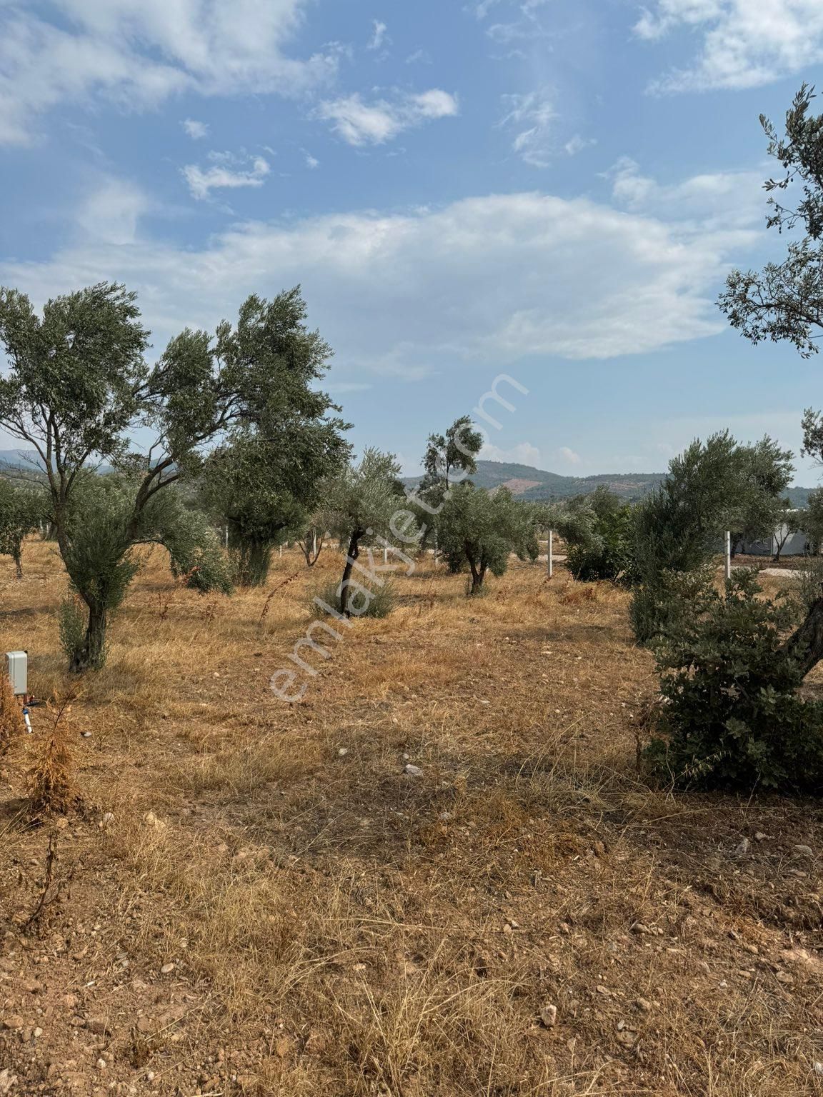 Torbalı Çakırbeyli Satılık Zeytinlik Torbalı Çakırbeyli Köyü Koparatif Hisseleri