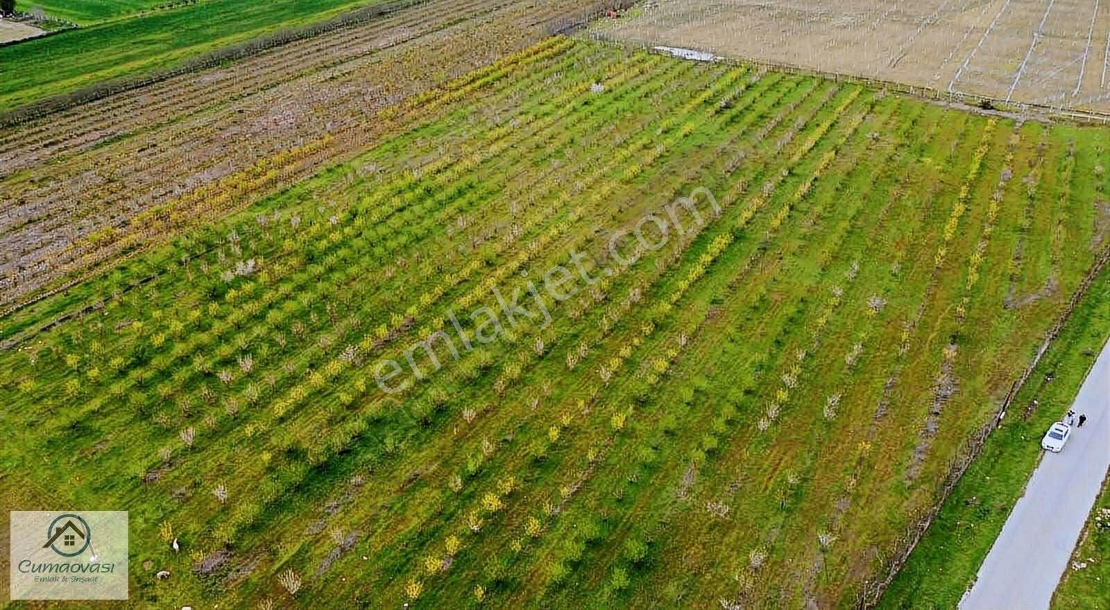 Menderes Şaşal Satılık Bağ & Bahçe Cumaovası Emlak'tan Satılık 220 m2 Erik Bahçesi