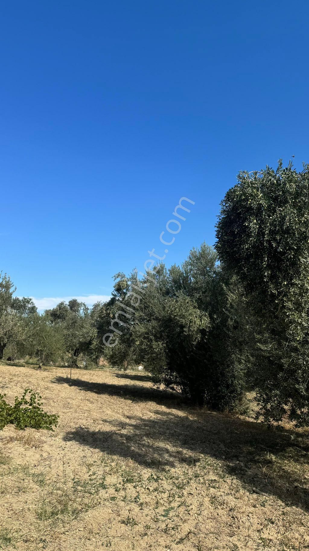 Manisa Şehzadeler Karaoglanlı 7,400 M2 Zeytinlik - Görsel 14
