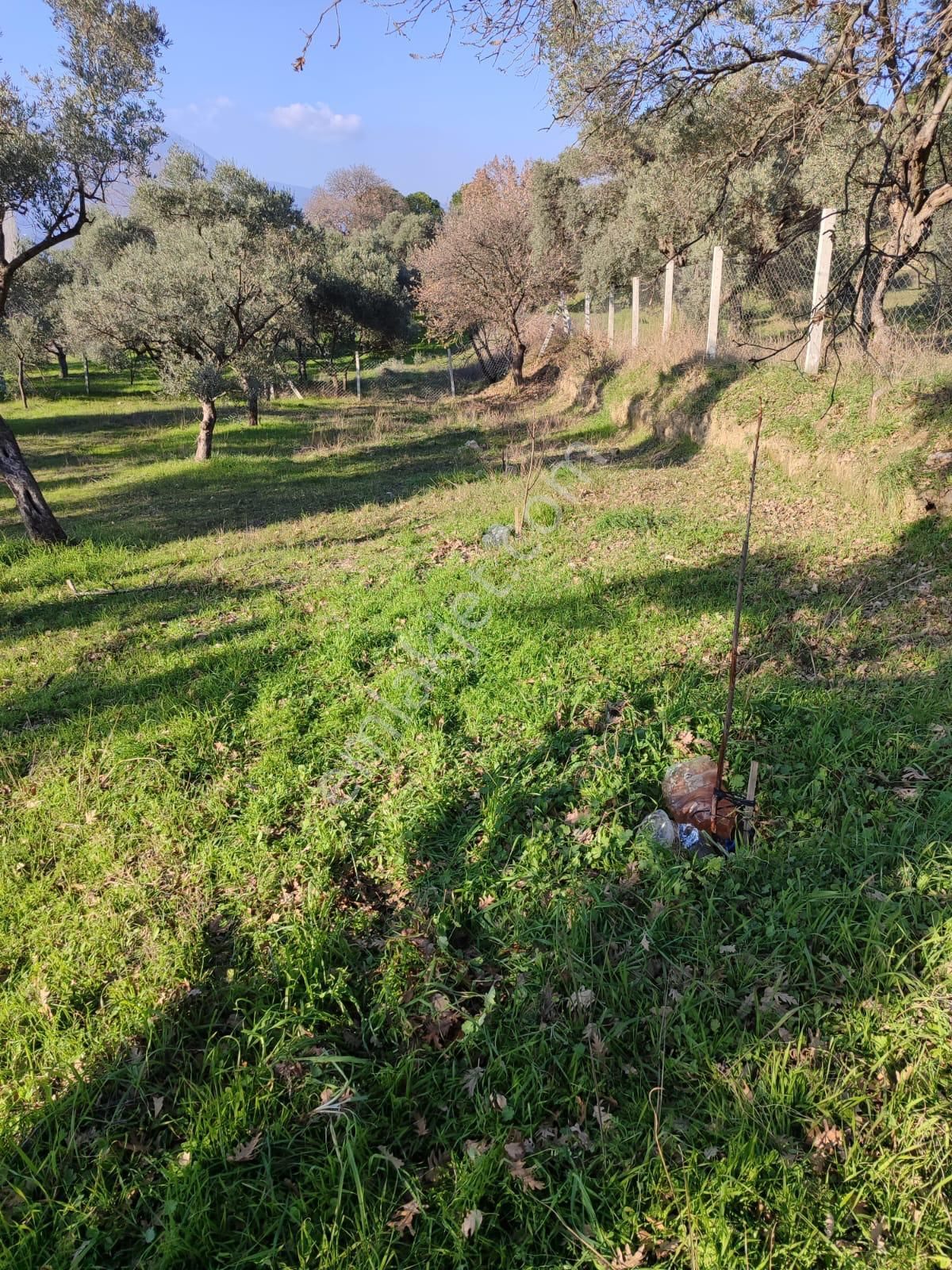 Torbalı Karakızlar Satılık Zeytinlik 