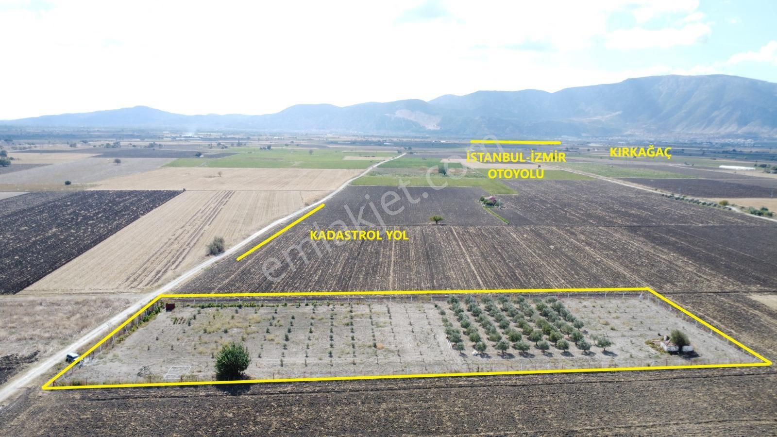 Kırkağaç Şair Eşref Satılık Zeytinlik Kırkağaç Şaireşrefte 8200 M2 Mükemmel Zeytinlik