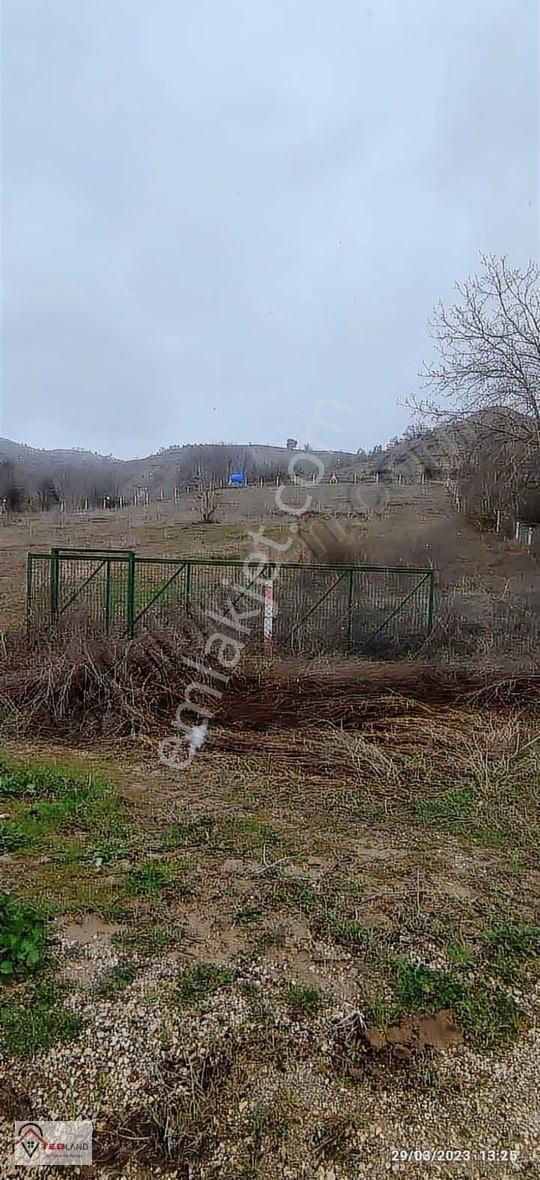 Gölpazarı Türkmen Köyü Satılık Tarla Asfalt Cephe Etrafı Çevrili Cevizlik