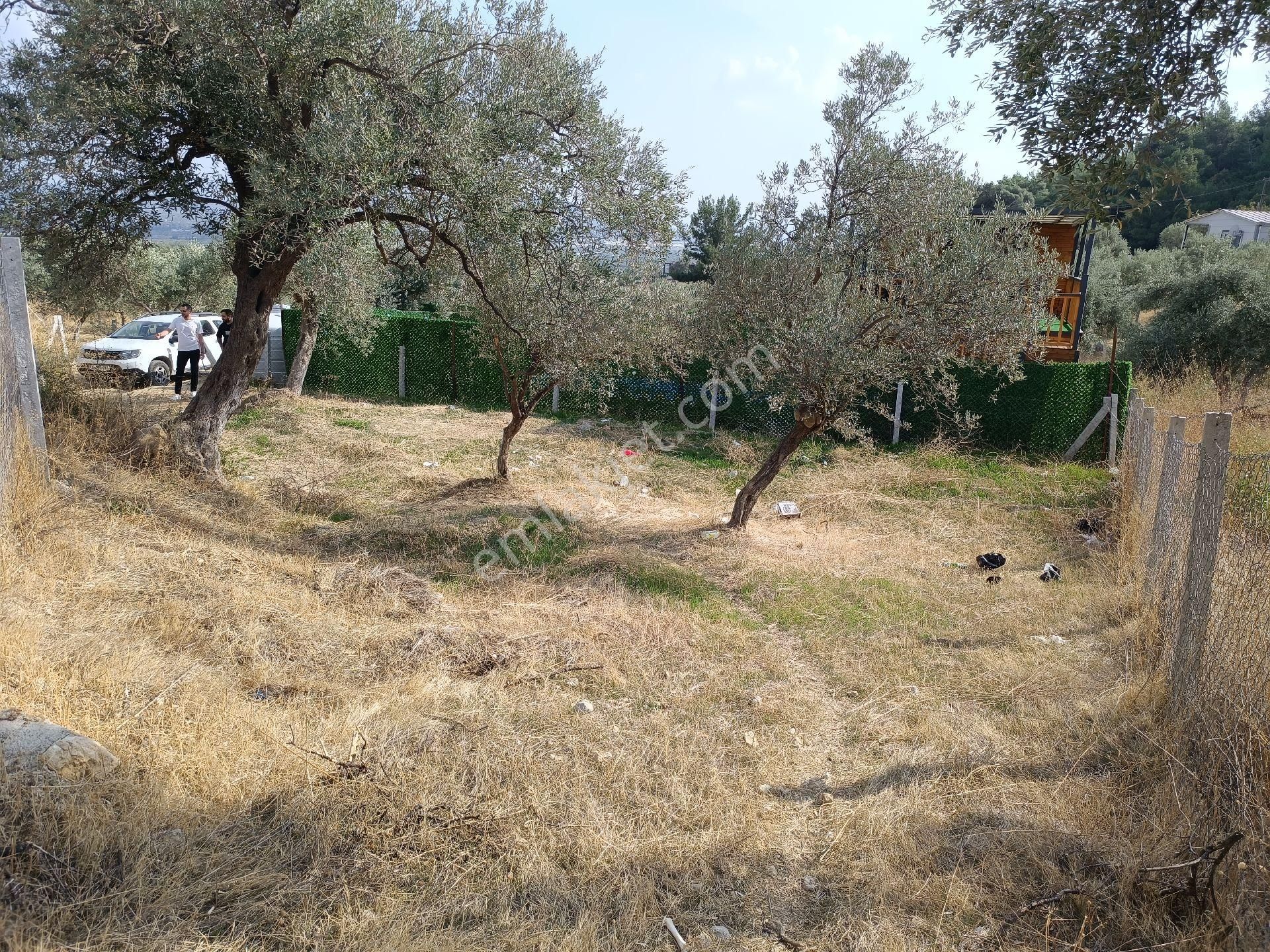 Torbalı Bozköy Satılık Zeytinlik Torbalı Bozköyde Mirasdan Bölme Hisse Tapulu Arsa