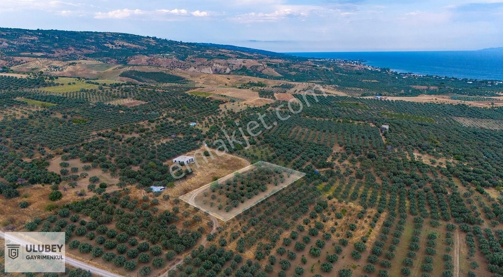 Şarköy Eriklice Satılık Bağ & Bahçe ULUBEY GAYRİMENKUL | ERİKLİCE'DE SATILIK YATIRIMLIK ARSA 3.886m2