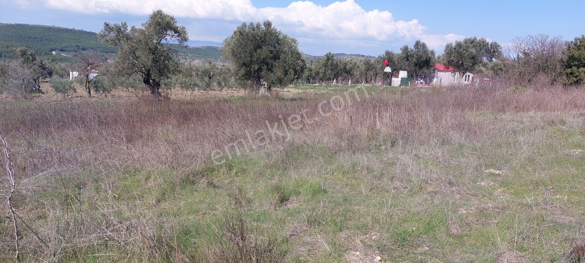 Bergama Koyuneli Satılık Zeytinlik  AFACAN dan Koyuneli de Asfalt Yakını Satılık Arazi