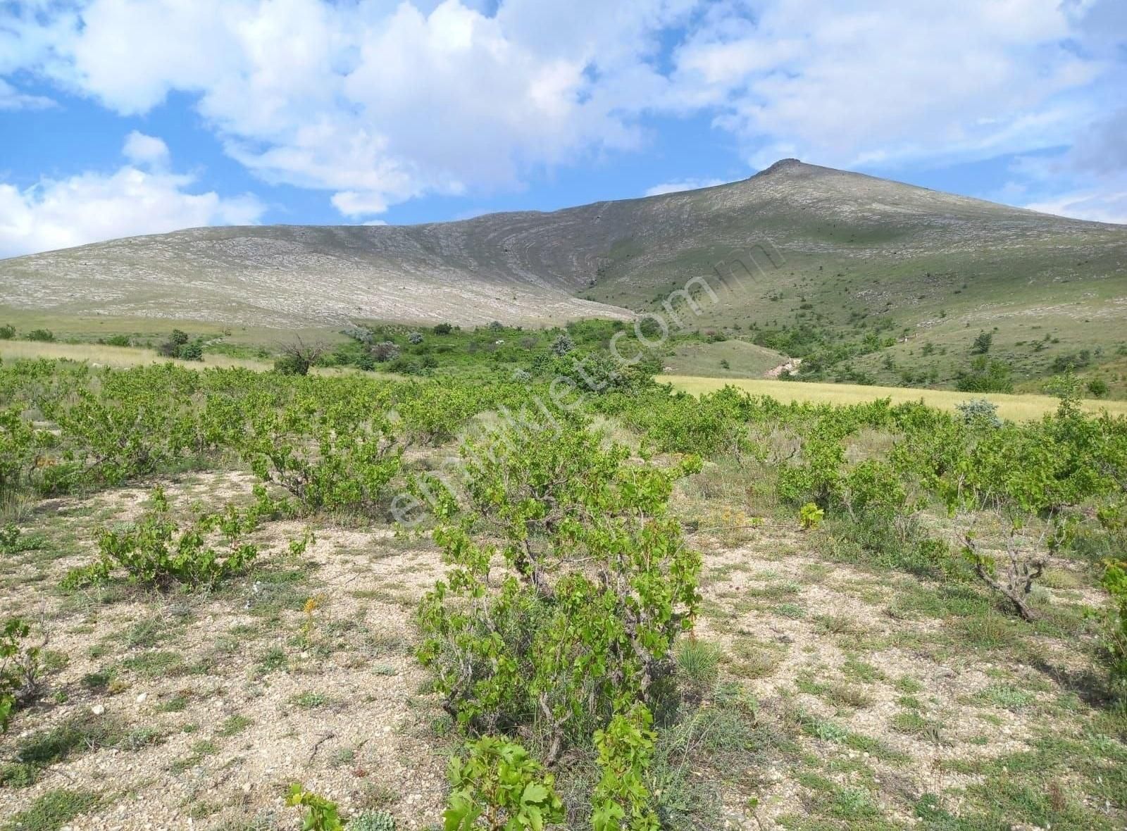 Melikgazi Gürpınar Satılık Bağ & Bahçe GÜRPINARDA 1.600 M2 SATILIK BAĞ