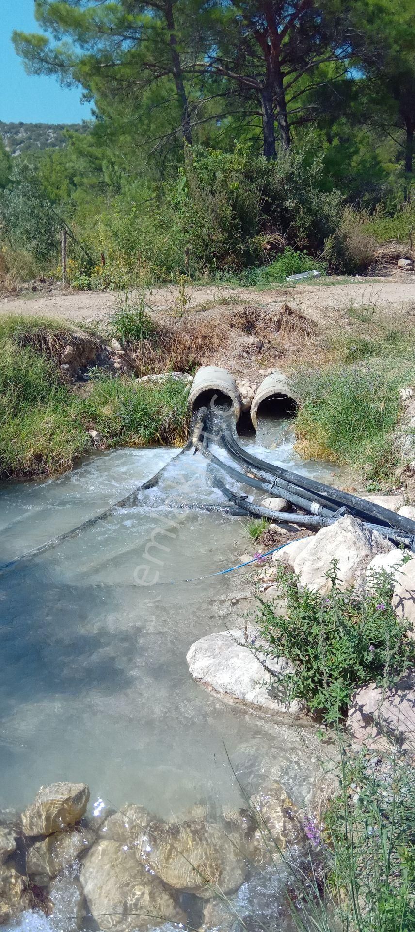 Akhisar Evkafteke Satılık Zeytinlik Doğal Su Kaynağı Yanında 6 Dönüm Zeytin Tarlası