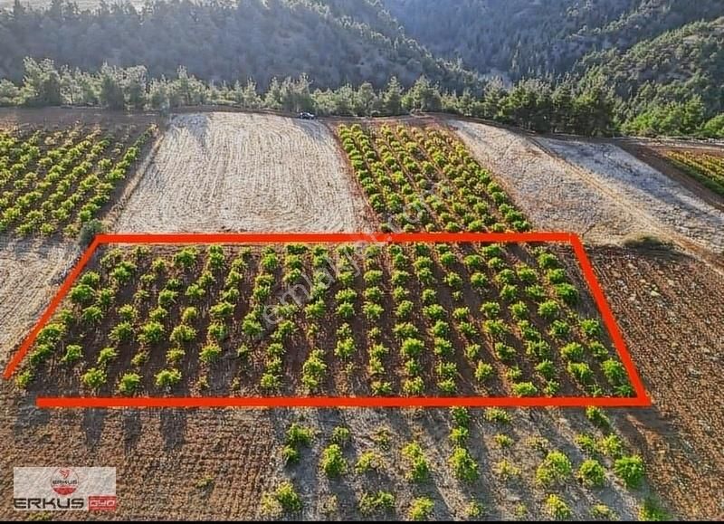 Çal Çalkuyucak Satılık Bağ & Bahçe ERKUŞ'TAN ÇAL/ÇALKUYUCAK'TA 2.267 M2 SULTANİ ÜZÜM BAĞI.