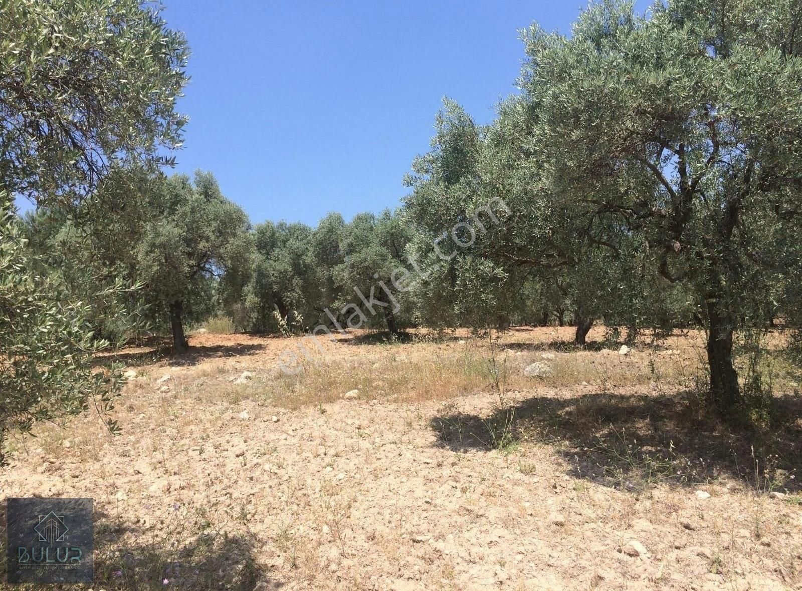 Menderes Bulgurca Satılık Tarla BULUR'DAN GELECEĞEYATIRIMIN DOĞRU ADRESİ MENDERESTE SATILIK ARSA