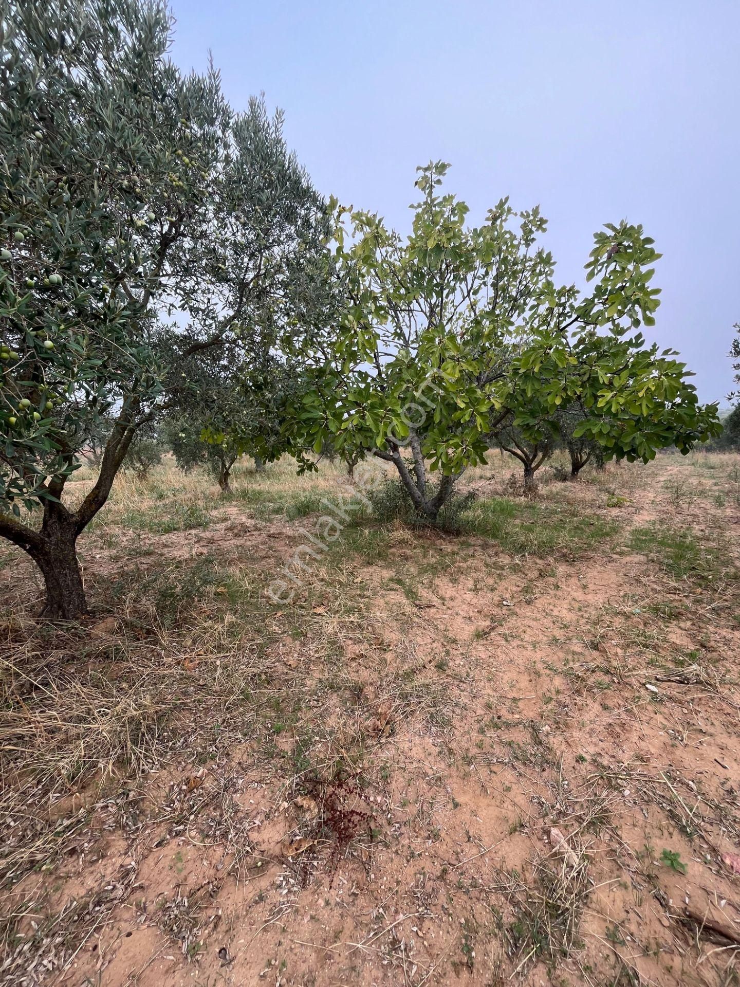 Torbalı Dirmil'de Köye Yakın, 4000 M² Arazi - Görsel 6