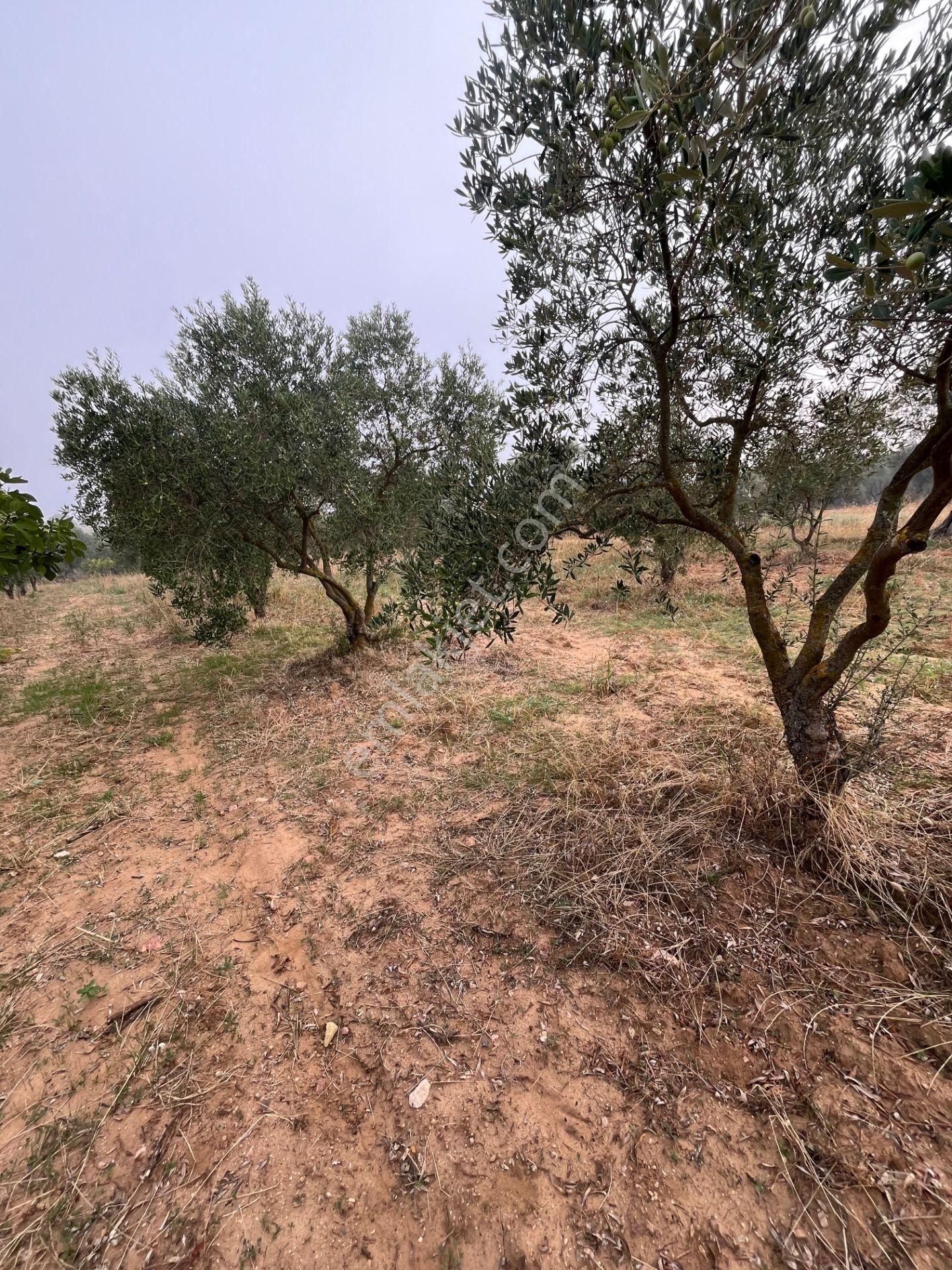 Torbalı Dirmil'de Köye Yakın, 4000 M² Arazi - Görsel 4