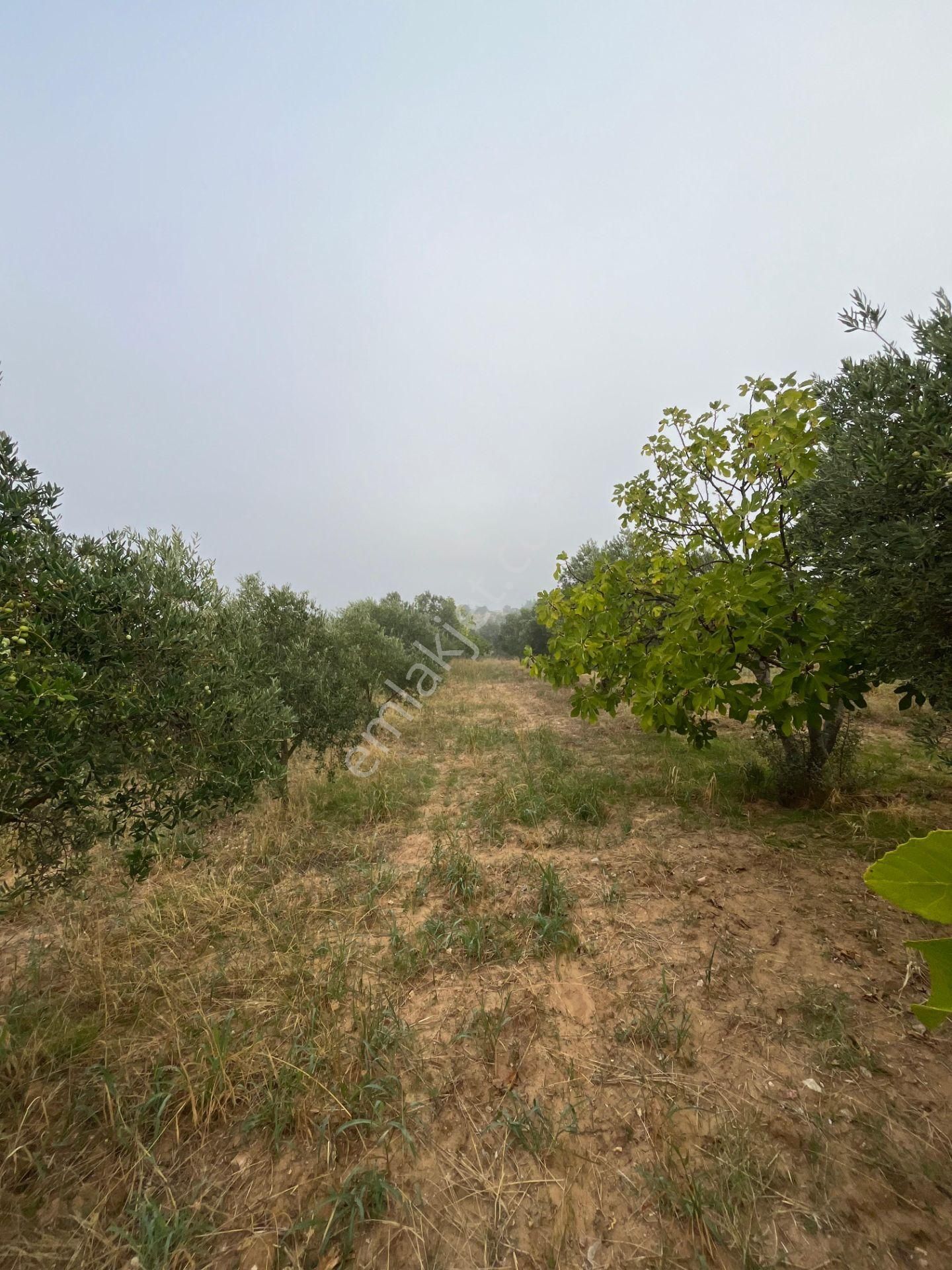 Torbalı Dirmil'de Köye Yakın, 4000 M² Arazi - Görsel 2