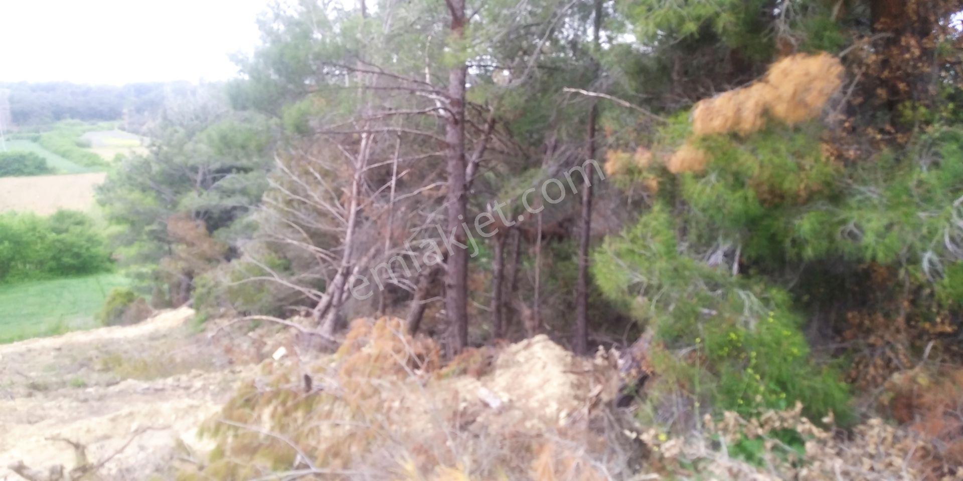 Acil-eceabat Bigalı Köyünde Kelepir Zeytinlik - Görsel 12