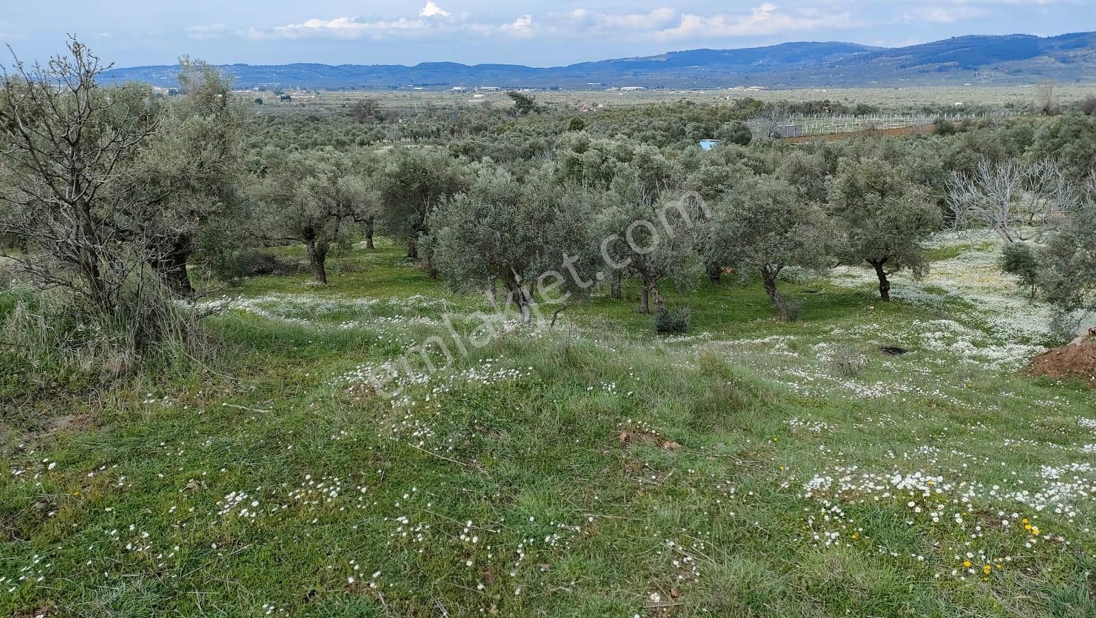 Torbalı Dirmil Satılık Zeytinlik 