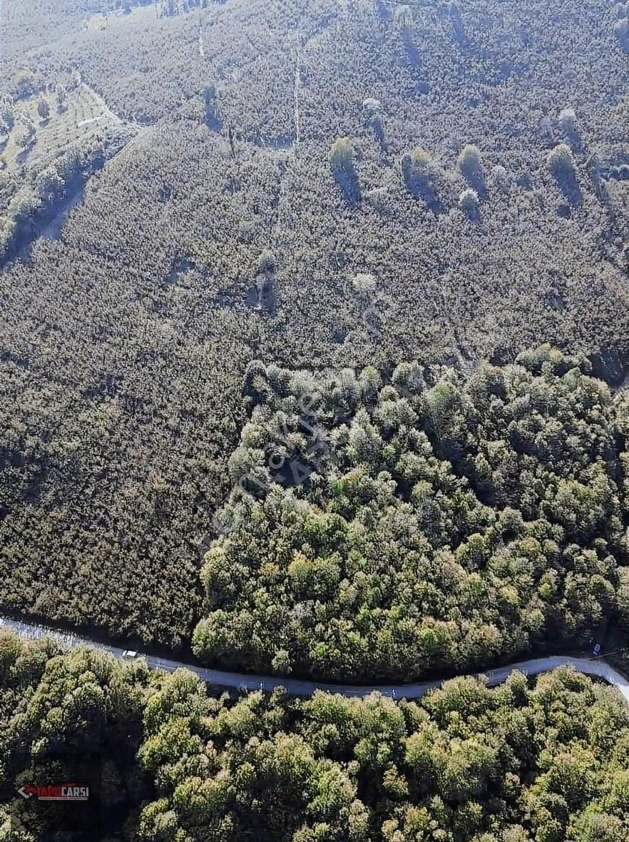 Hendek Çobanyatak Satılık Tarla Sakarya Hendek Çobanyatak Mah. 18.655 M2 Fındık Tarlası