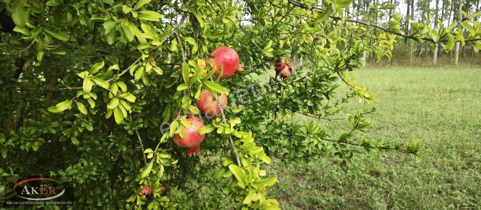 Akyazı Bedil Kazancı Satılık Müstakil Ev 3 Dönüm arsa içinde müstakil ev ciflik