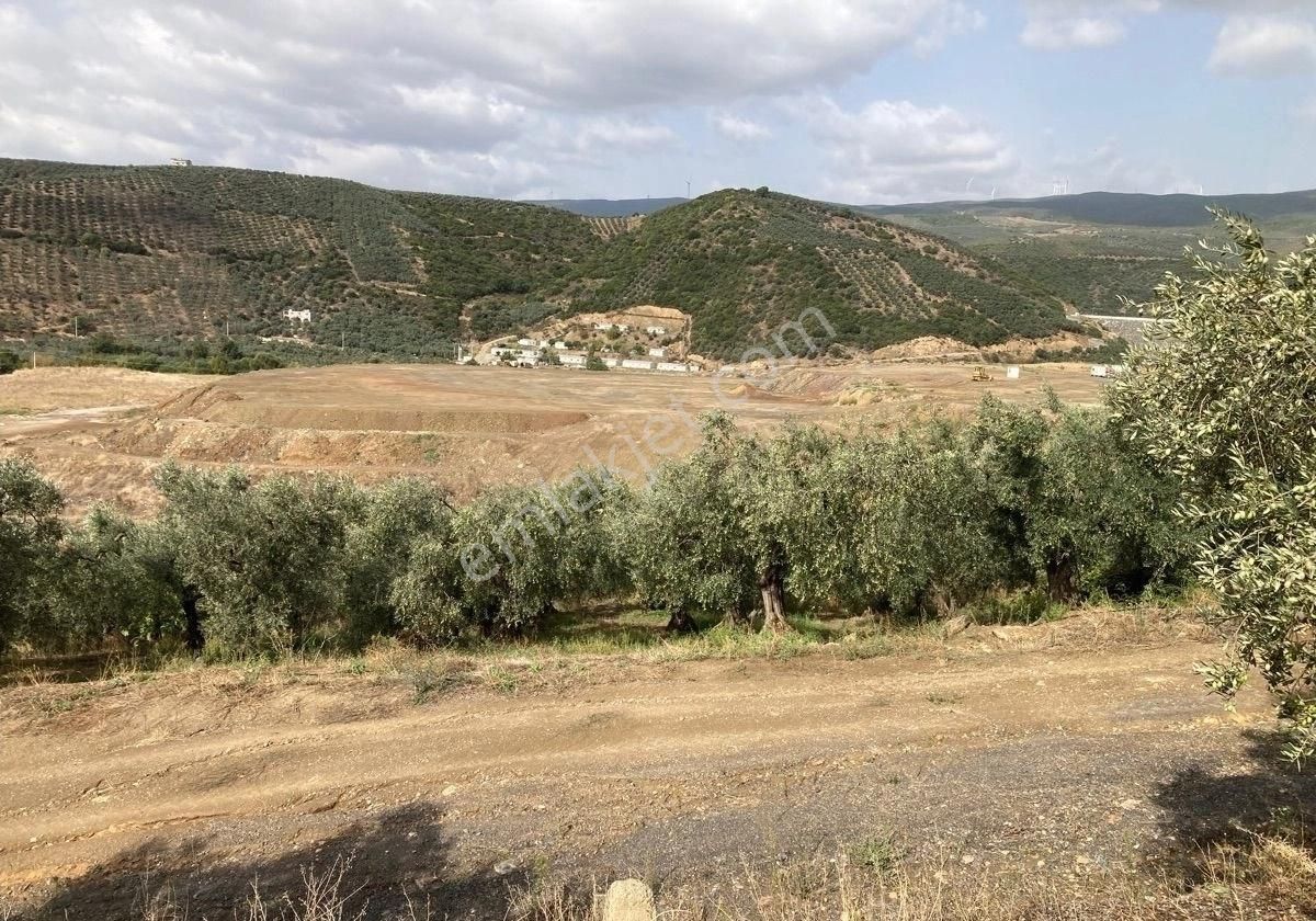 Pamir Emlaktan Satılık 1030m2 Zeytinlik - Görsel 3