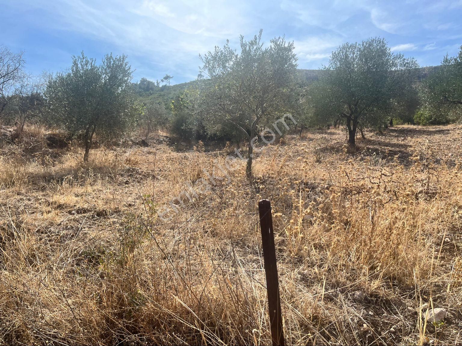Sarısığırlı Mah Satılık 2 Dönüm Tek Tapu Zeytinlik Resmî Yolu Var - Görsel 28
