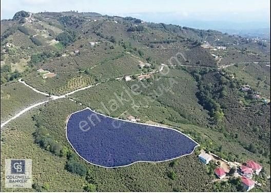 Altınordu Boztepe Satılık Bağ & Bahçe Boztepe de Satılık Fındık Bahçesi