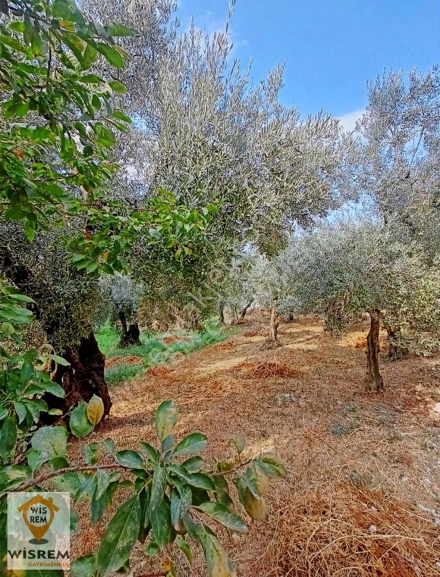 Orhangazi Yenigürle Satılık Konut İmarlı Bursa Orhangazi Yenigürle De Köyiçi 2 Adet İmarlı Arsa