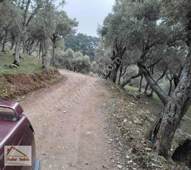 Bayındır Sarıyurtta 766 M2 Zeytin Ağaçları Bulunan Satılık Tarla - Görsel 3