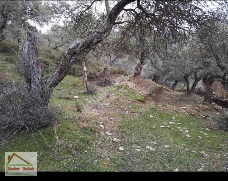 Bayındır Sarıyurtta 766 M2 Zeytin Ağaçları Bulunan Satılık Tarla - Görsel 2