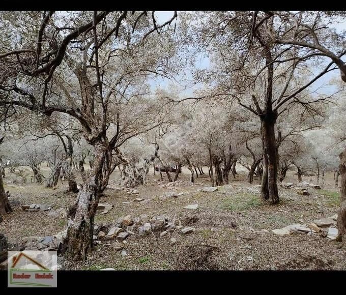 Bayındır Sarıyurtta 766 M2 Zeytin Ağaçları Bulunan Satılık Tarla - Görsel 4