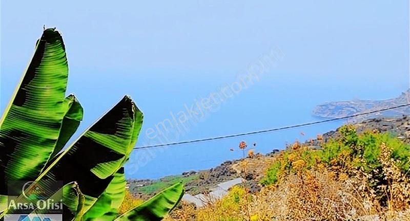 Antalya Gazipaşa Zeytinada Da Satılık 10,500 M2 Muz Bahçesi - Görsel 5