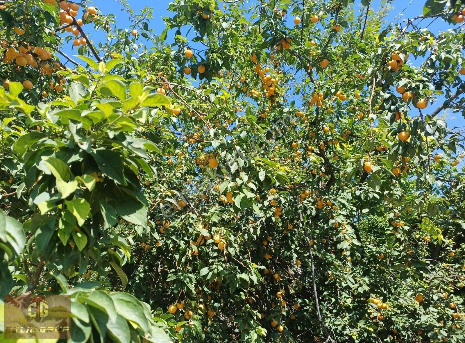 Mahmudiye Hamidiye Satılık Konut İmarlı Eskişehir Mahmudiye Hamidiye Mah.. 795m2 Satılık Tarla