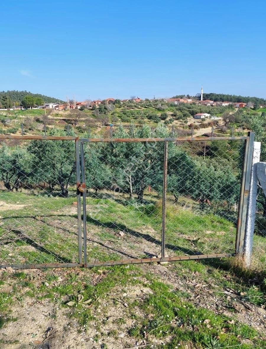 Akhisar Karayağcı Satılık Tarla Akhisar Karayağcı Köyü Satılık Tarla