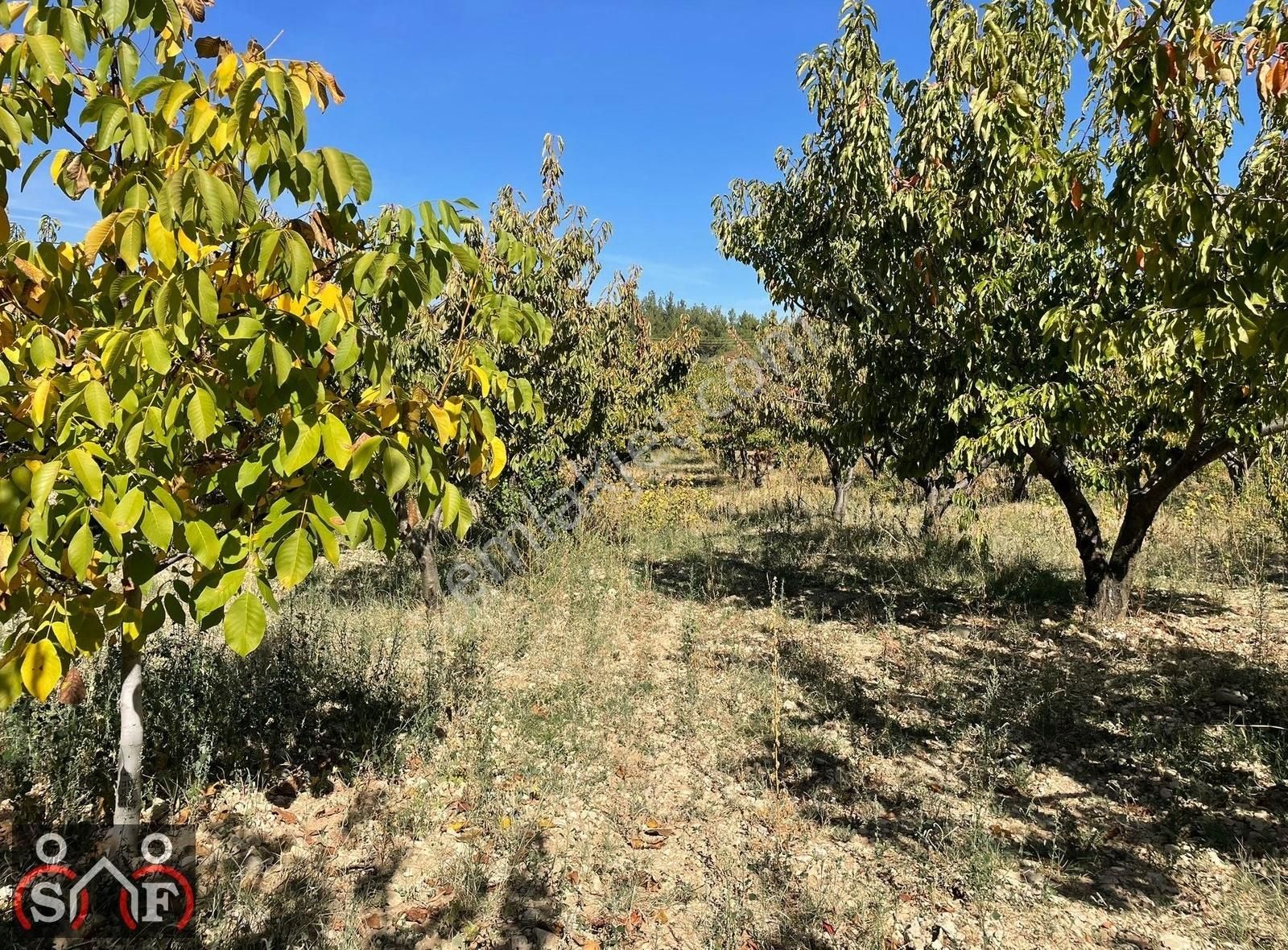 Yunusemre Turgutalp Satılık Tarla Manisa Sultan Yaylasında Suyu Ve Elektriği Olan 4.133 M2 Arsa