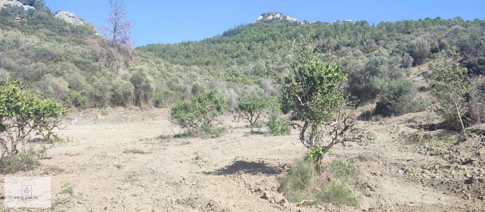 Seferihisar Cumhuriyet Satılık Tarla ORMANIN SINIRINDA KEYİFLİ YAŞAM İÇİN