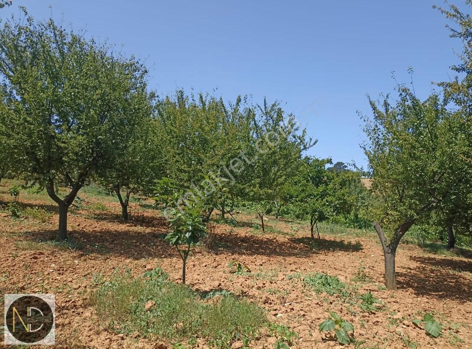 Yenişehir Kızılhisar Satılık Bağ & Bahçe Nd Gayrimenkul'den Yenişehir Kızılhisar'da 6487 M2 Meyve Bahçesi