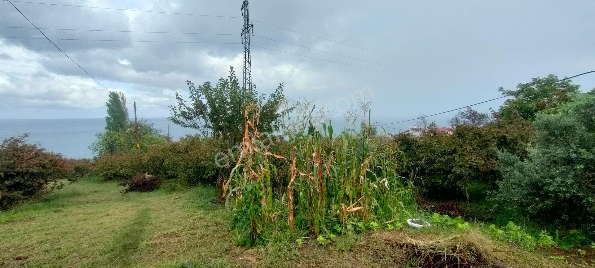 Akçaabat Akçakale Zeytinlik De Satılık Mükemmel Arsa - Görsel 8