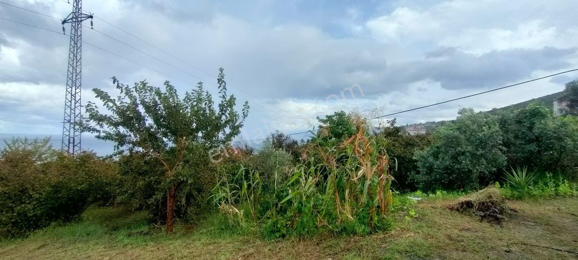 Akçaabat Akçakale Zeytinlik De Satılık Mükemmel Arsa - Görsel 13